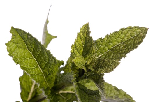 Close up view of a mint plant isolated on a white background.