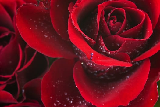 red rose