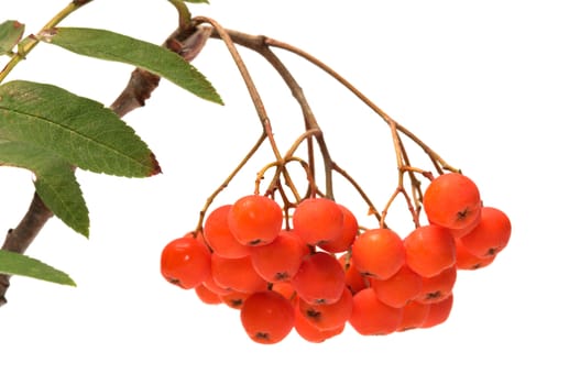 Mountain ash branch it is isolated on a white background.