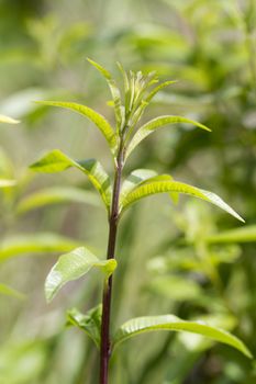 Close  up view of the aromatic,  Lemon Verbena (Aloysia citrodora) plant.