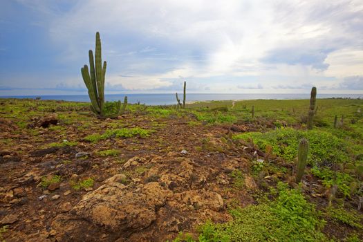 The vegetation on the Caribbean Island, Aruba