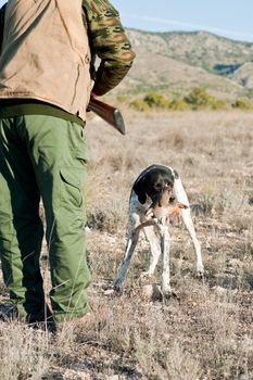 Pointer hunting dog retreiving a quail to the hunter