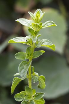 Close up view of the plant Oregano (origanum vulgare)