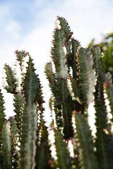 View of some cactus plant with sharp spines on the garden.