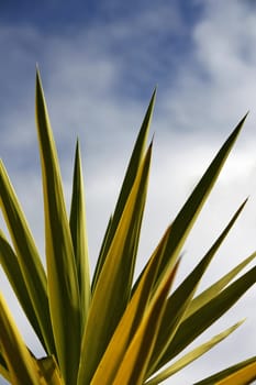 View of some cactus leafs pointing at the blue sky.