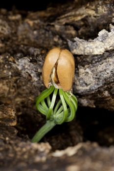 Close up view of the birth of a seed on the forest.