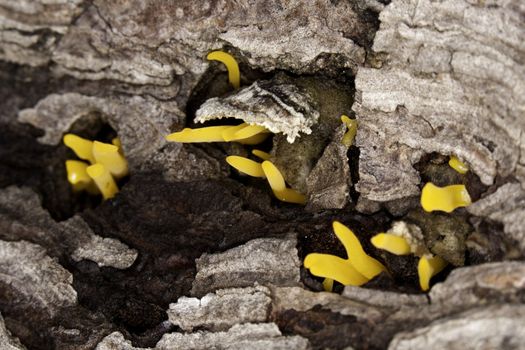 Some yellow fungus emerging from a dead tree.