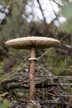 Close up view detail of a parasol mushroom on the forest.