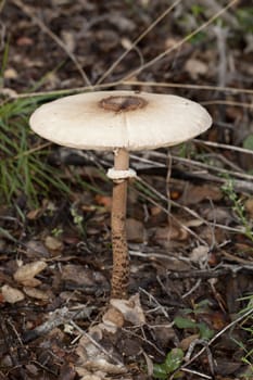 Close up view detail of a parasol mushroom on the forest.