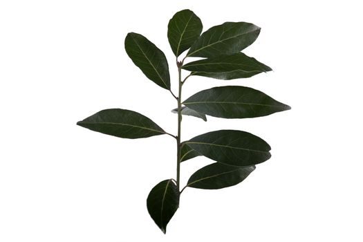 View of a branch of bay laurel leafs isolated on a white background.