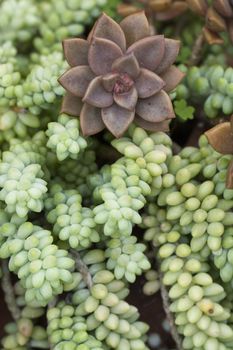 Burro's Tail or Jelly Bean Plant it's the name of this succulent plant.