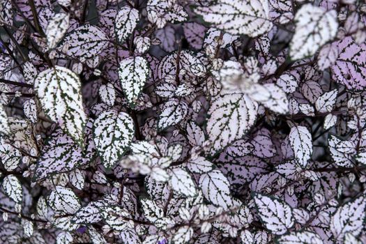 View of a beautiful purple coleus solenostemon plant.