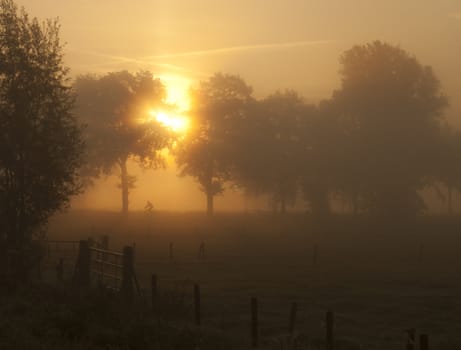 bicycler in the morning sun.