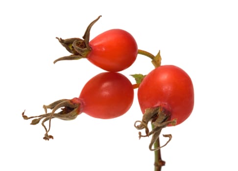 Dogrose berries on a branch a close up it is isolated on a white background.