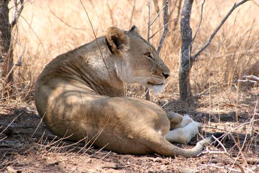 a female lion (panthera leo) is lying in the shade of dry bushes and resting