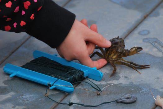 crabbing crab with kit