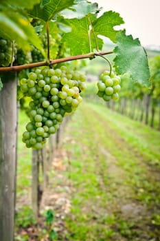 White Grapes in a Vineyard in Wachau, Austria