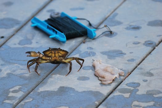 crab with crabbing kit