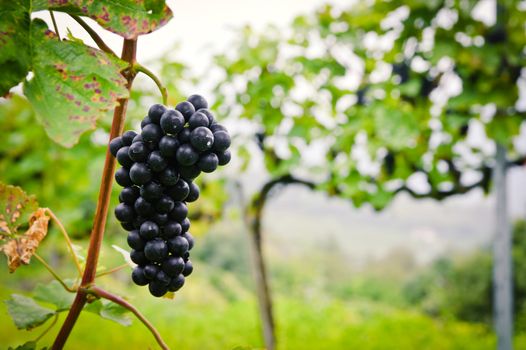 Close Up of a Red Grape in a Vineyard