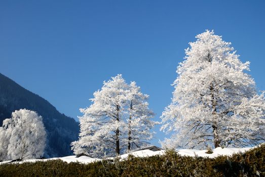 Frost on trees in austrian winter