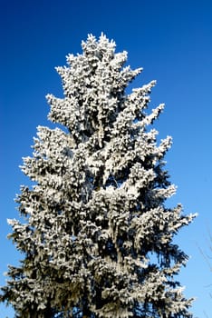 Frost on trees in austrian winter