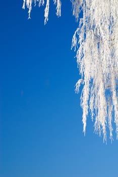 Frost on trees in austrian winter