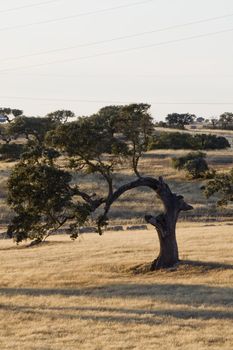 Curved Holm oak tree on a dry grass field.