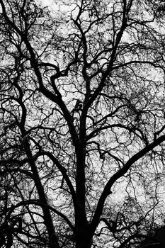 Detail view of the silhouette of a monumental tree and it's branches.