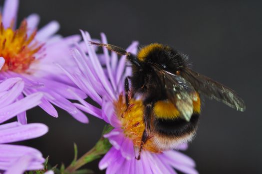 bumble bee collecting pollen on purple flower