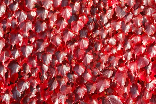 autumn leaves on wall