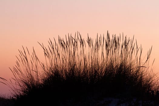 View of some wild vegetation from the sand dunes of a beach.