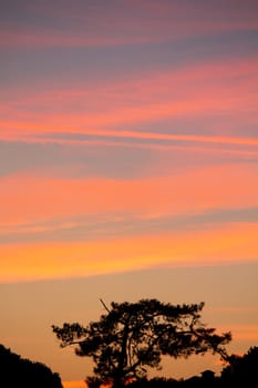 Beautiful orange sky with pine tree on center.