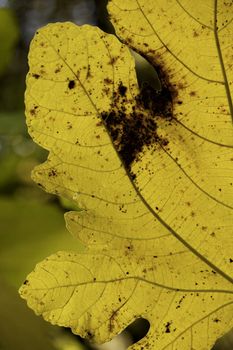 Close detail view of some tree with yellow leafs announcing autumn.