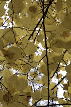 Close detail view of some tree with yellow leafs announcing autumn.