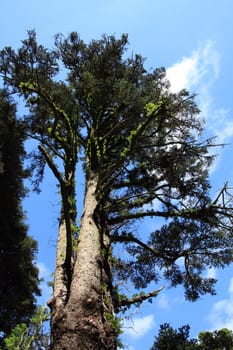 View of a very tall tree on a national protected park.