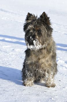 Little brown dog sit in the snow with lot of snow in his fur