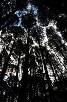 View of many tall pine trees on a forest.