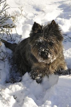 Little brown dog that digging in the snow with lot of snow in his fur