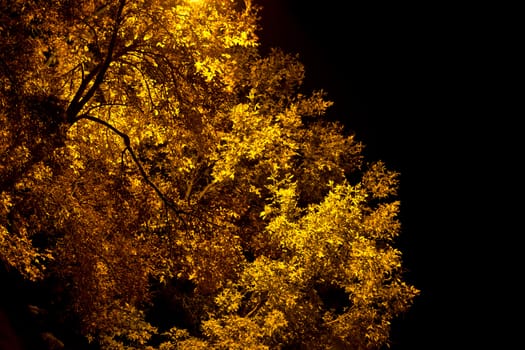 A picture of a tree on a clear autumn night with street lights accentuating its already golden yellow leaves