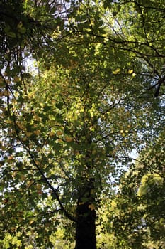 Underneath view of some tall trees on a forest.