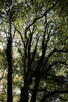 Underneath view of some tall trees on a forest.