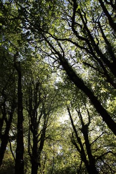 Underneath view of some tall trees on a forest.