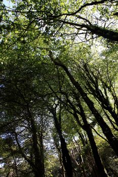 Underneath view of some tall trees on a forest.