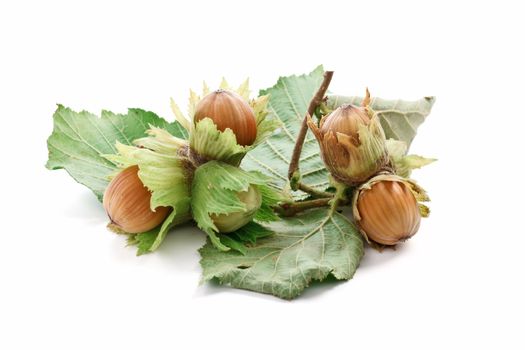 group of filberts with leaves over white background