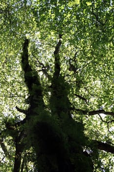 Underneath view of a very tall tree on a forest.