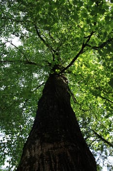 Underneath view of a very tall tree on a forest.