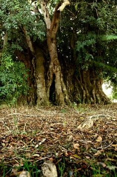 Very old and monumental carob tree located on the Algarve, Portugal.