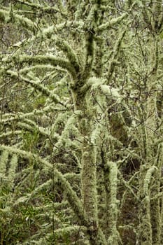 View of trees totally covered in lichen.