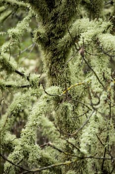 View of trees totally covered in lichen.