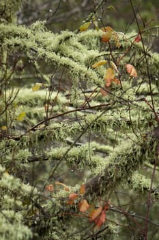 View of trees totally covered in lichen.